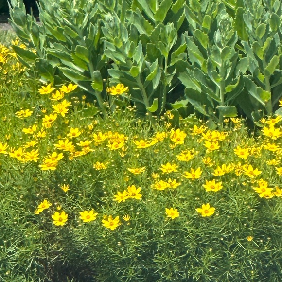 Meet your Posher, Marcia - Picture 1 of 1